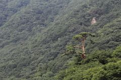 松の風格