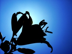 Silhouette of a lily.
