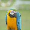 ルリコンゴウインコ