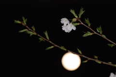 月と桜