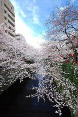 SAKURA
