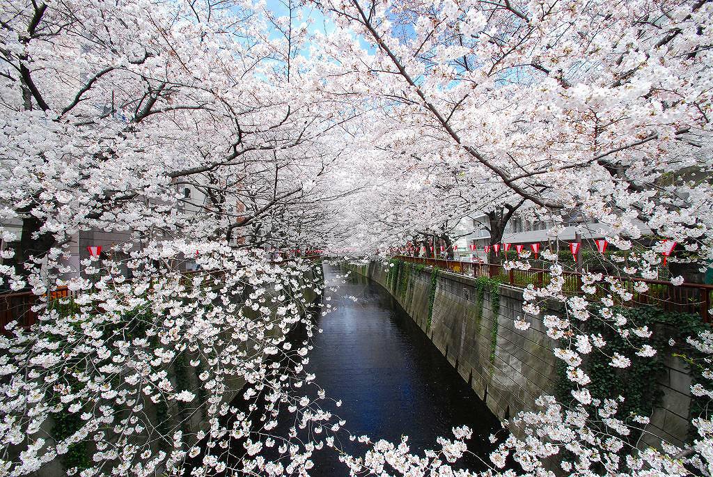 SAKURA