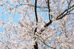 桜1