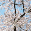 桜1