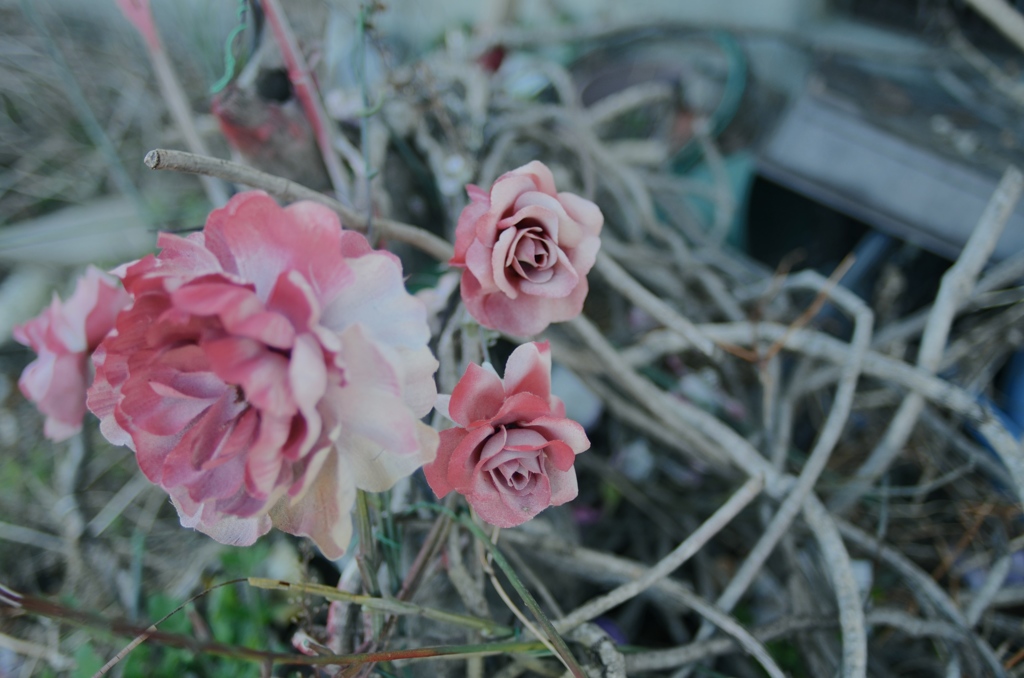 Discarded ROSE