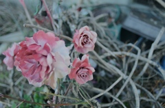 Discarded ROSE