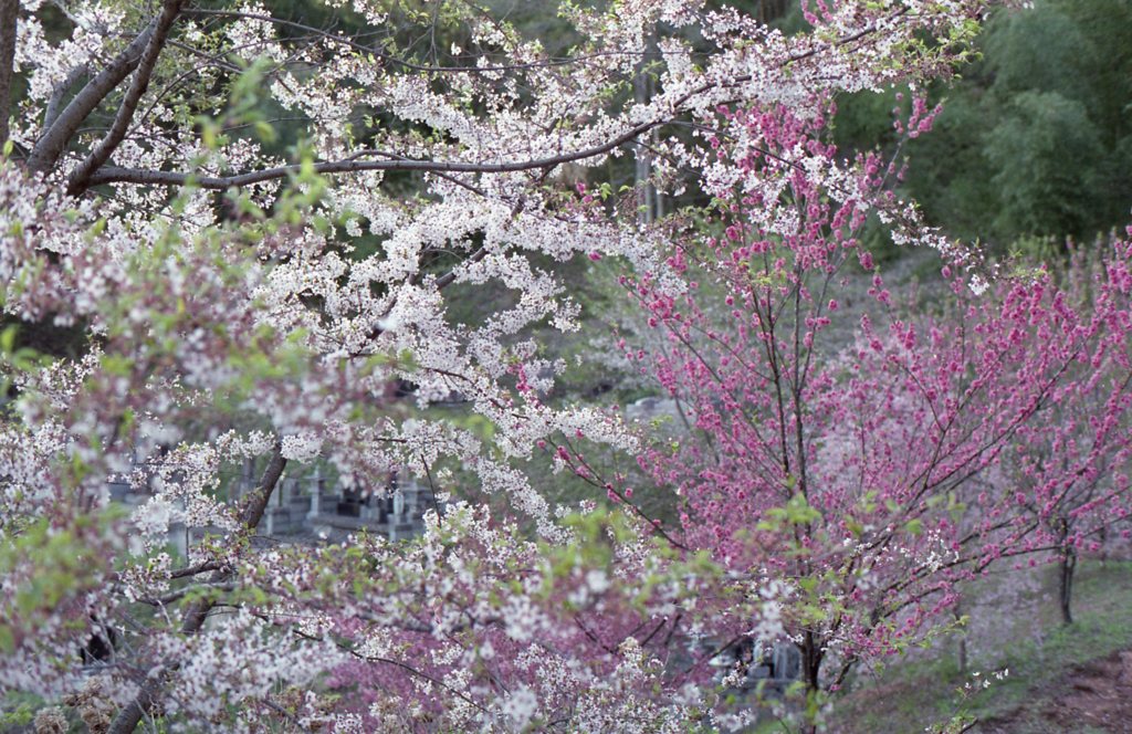 桜色