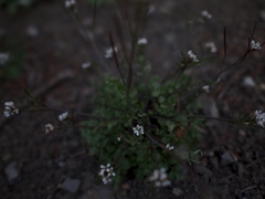 写日記3.27