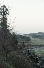 丘の向こうの春を