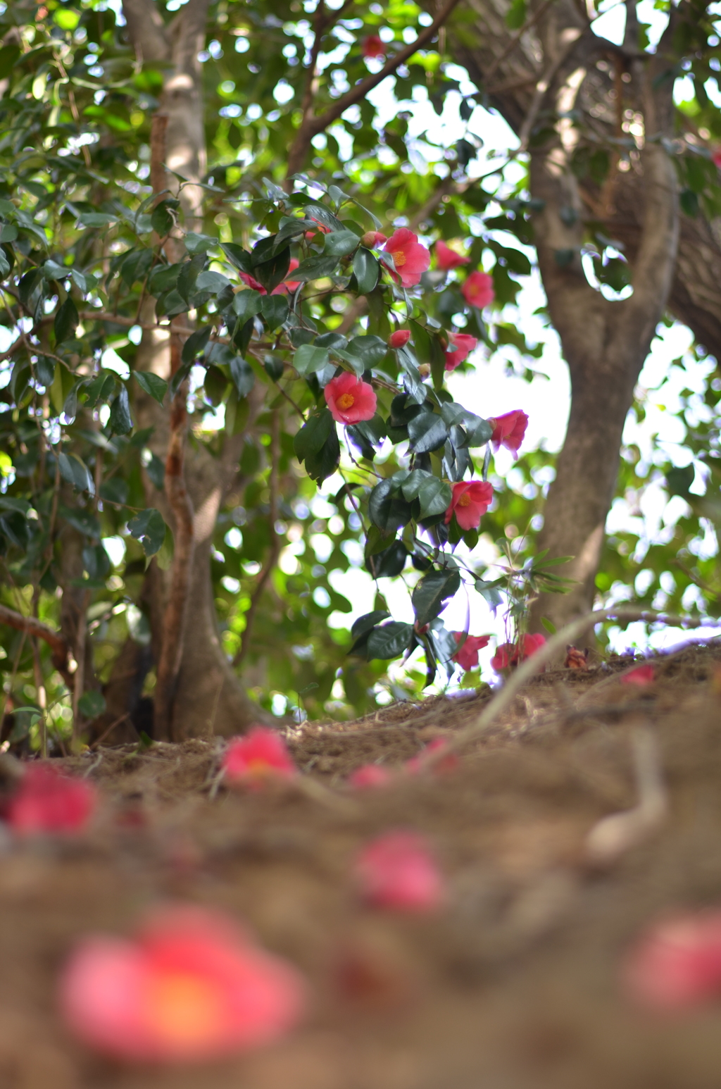 写日記4.2 no.1