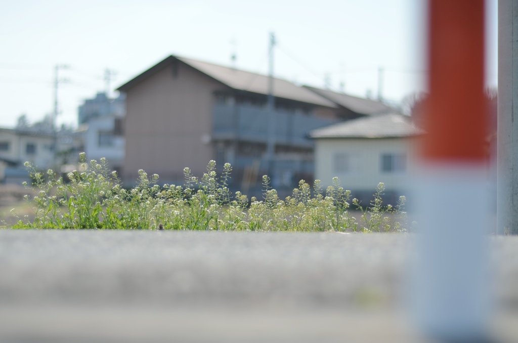 路傍にぺんぺん