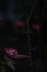 薔薇1