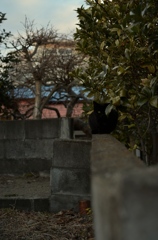 one-eyed cat