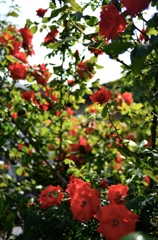 秘密と花園