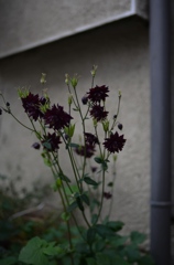 惡の華