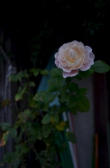 薔薇2