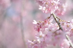 桜2