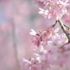 桜2