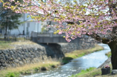 蛙桜