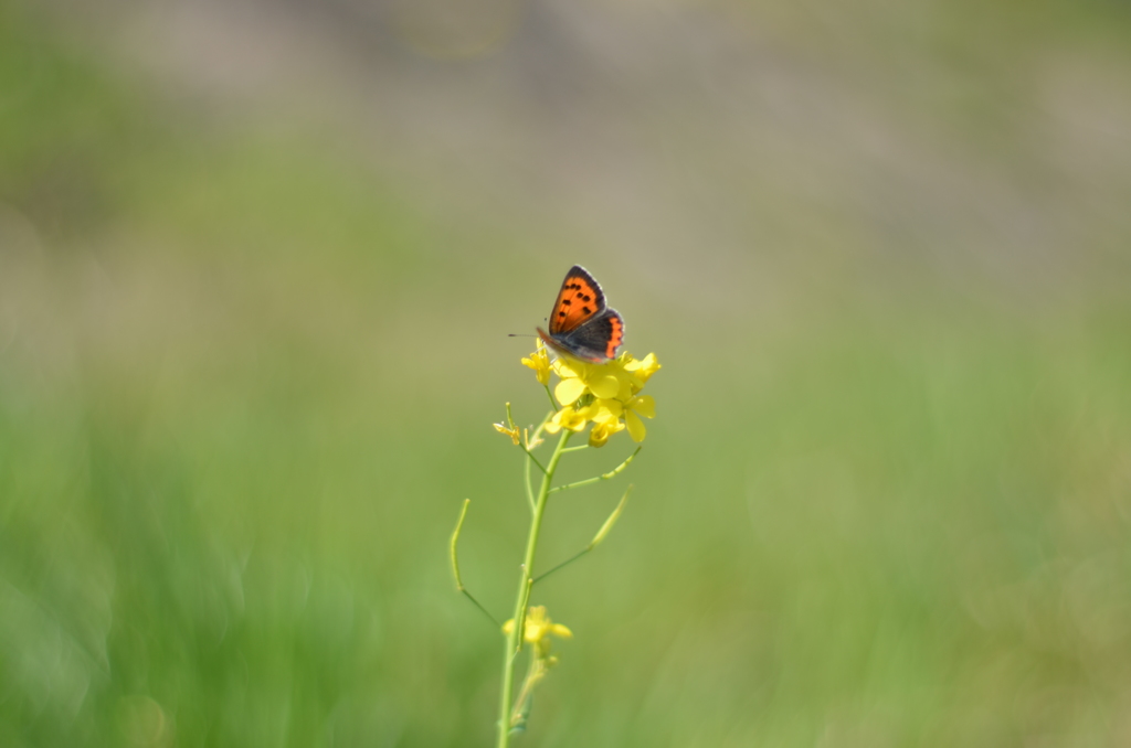 symbol of spring