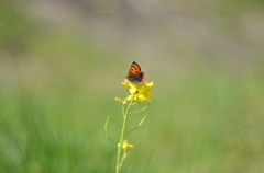 symbol of spring