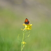 symbol of spring