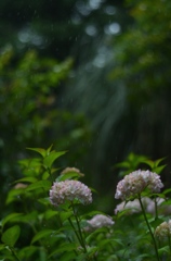 黴雨