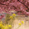 河津桜と菜の花