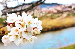 sakura