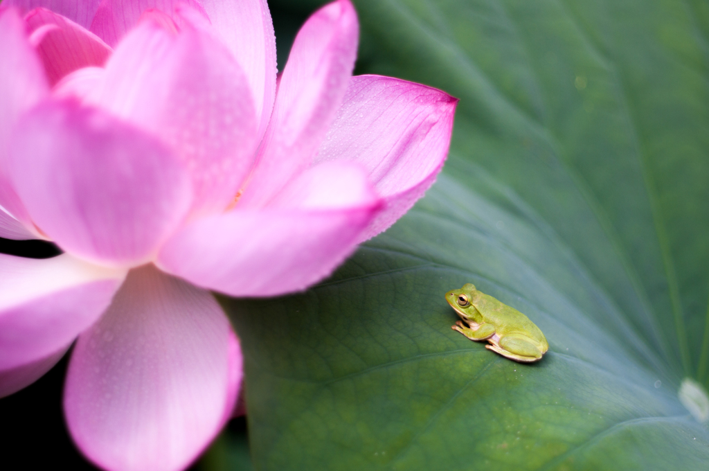 お花見。