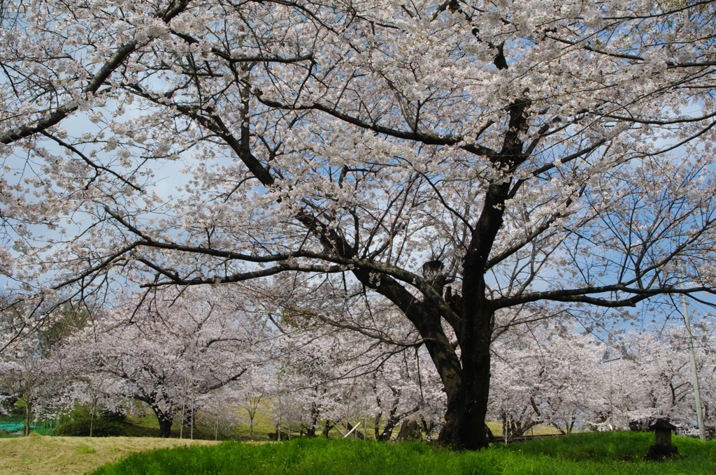 桜木