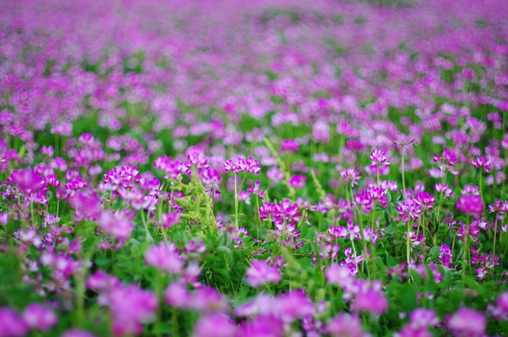 蓮華草畑