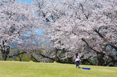 桜の下を目指して