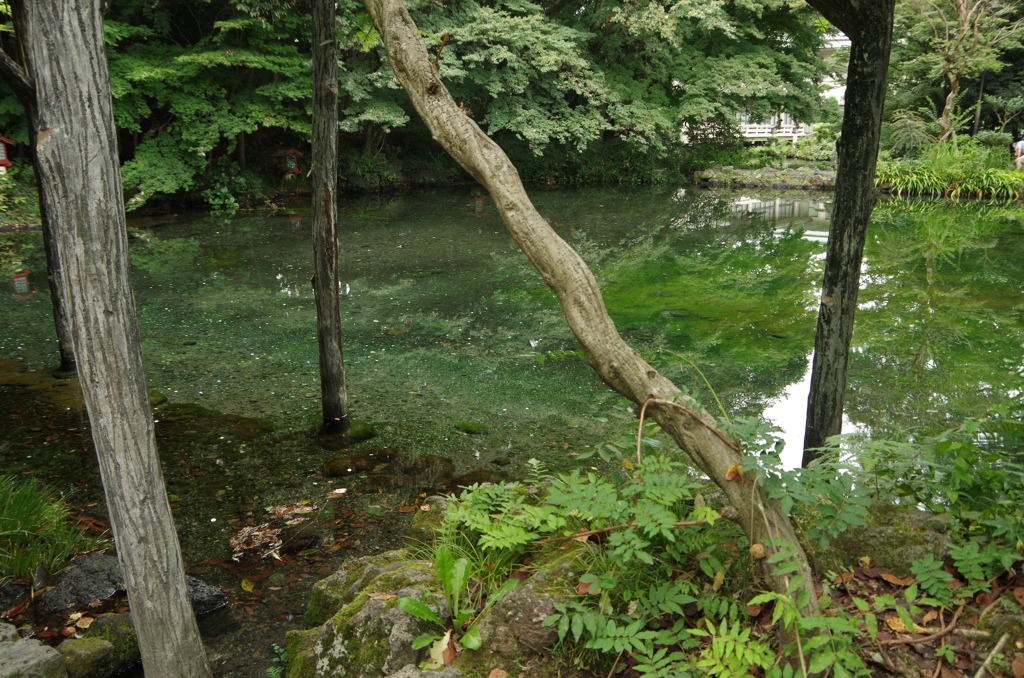 池