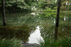池