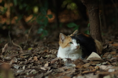 枯れ葉のじゅうたんでくつろぐ猫