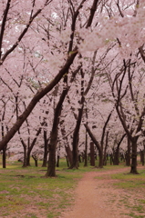桜小道