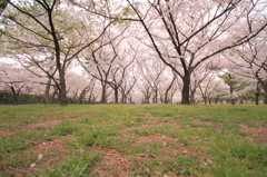 桜の園