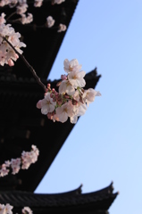 東寺の春