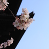 東寺の春