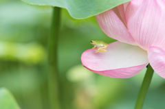 蓮の森