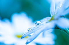 Drops