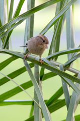 Hawaiian Sparrow