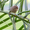 Hawaiian Sparrow