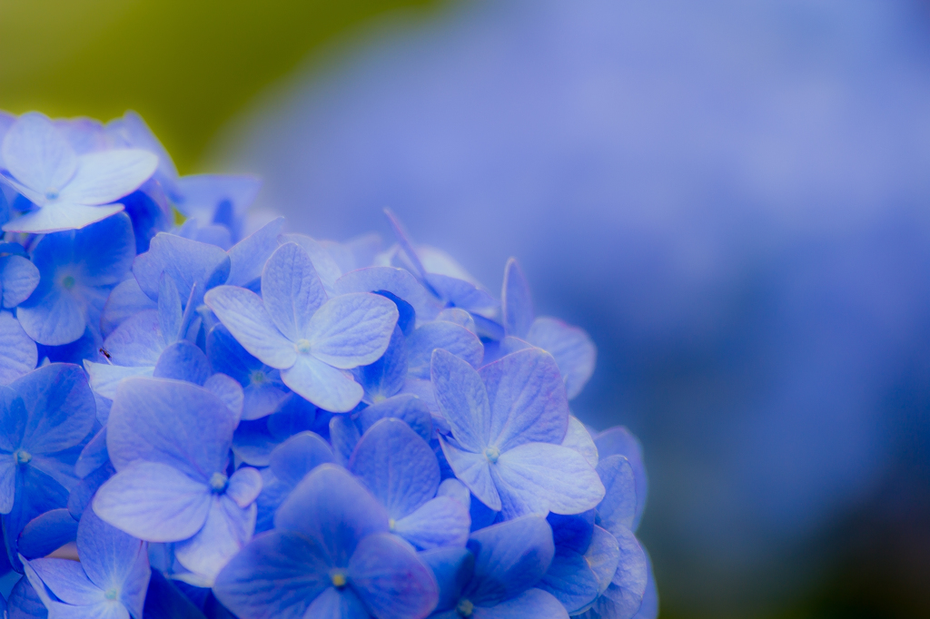 紫陽花