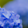 紫陽花