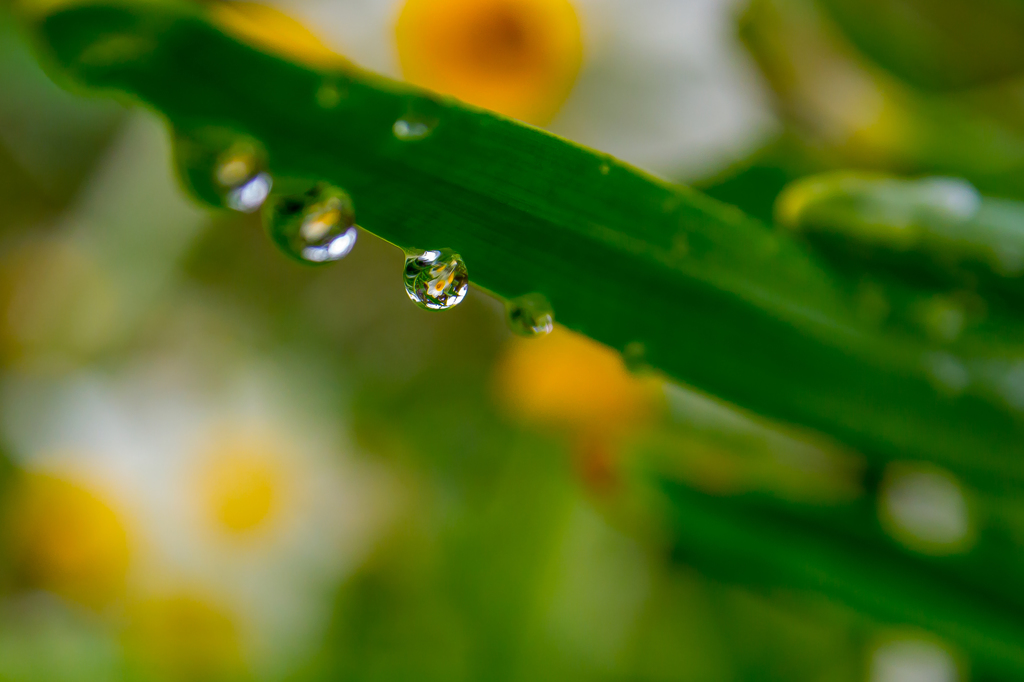 水玉