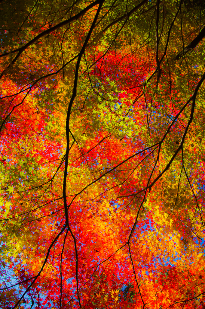 紅葉