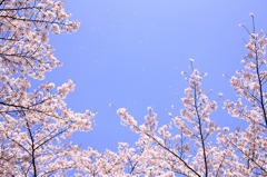 舞桜