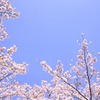 舞桜